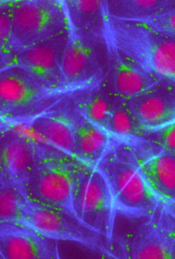 Hepatocyte: Connexin 43