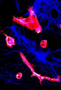 Glia Cells: GFAP / Ox42