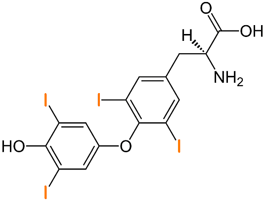 Amino Acid Tyrosine